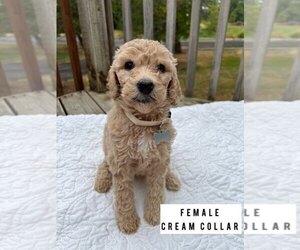 Goldendoodle Puppy for Sale in VERNONIA, Oregon USA