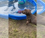 Small Photo #3 Labrador Retriever Puppy For Sale in FRIENDSHIP, WI, USA