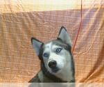 Small Siberian Husky