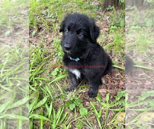 Medium Photo #10 German Shepherd Dog Puppy For Sale in PIEDMONT, MO, USA