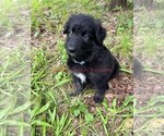 Small #9 German Shepherd Dog