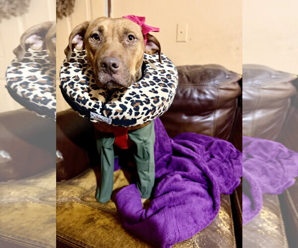 Medium Photo #1 American Staffordshire Terrier-Unknown Mix Puppy For Sale in Holly Springs, NC, USA