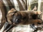 Small Photo #1 German Shepherd Dog Puppy For Sale in SAN ANTONIO, TX, USA