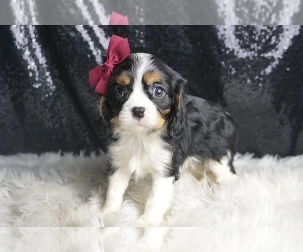 Medium Photo #124 Cavalier King Charles Spaniel Puppy For Sale in WARSAW, IN, USA
