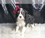 Small Photo #124 Cavalier King Charles Spaniel Puppy For Sale in WARSAW, IN, USA