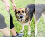 Small #2 German Shepherd Dog