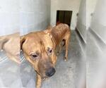 Small American Pit Bull Terrier-Labrador Retriever Mix