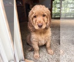 Small Photo #2 Cock-A-Poo-Goldendoodle Mix Puppy For Sale in CONCORD TWP, OH, USA
