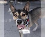 Small #4 Australian Shepherd Mix