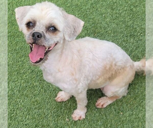 Medium Photo #3 Shih Tzu Puppy For Sale in Carrollton, TX, USA