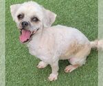 Small #2 Shih Tzu