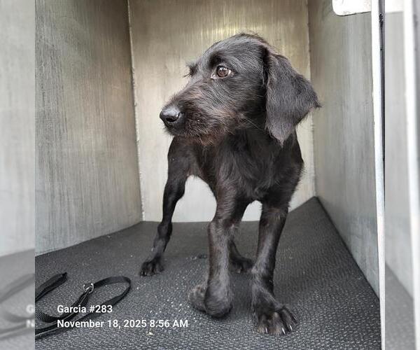 Medium Photo #1 Mutt Puppy For Sale in San Antonio, TX, USA