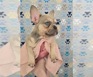 French Bulldog Puppy for Sale in SPRING, Texas USA