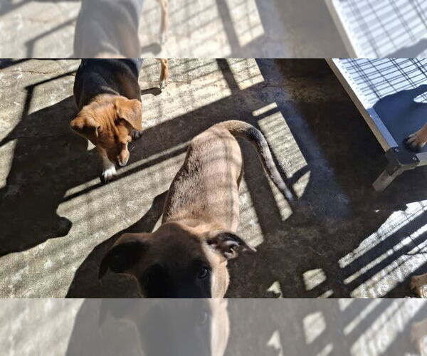 Medium Photo #5 Mutt Puppy For Sale in Sebec, ME, USA