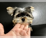 Small #18 Yorkshire Terrier
