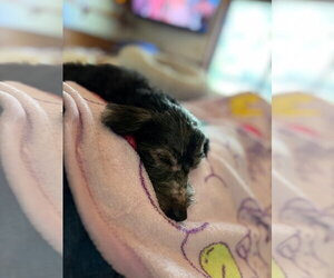 Sammie - Male Doxiepoo (Miniature) Dog for Adoption - Photo #4