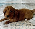 Small Photo #13 Goldendoodle (Miniature) Puppy For Sale in PENSACOLA, FL, USA
