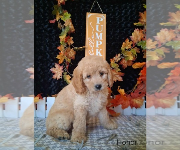 Medium Photo #3 Goldendoodle (Miniature) Puppy For Sale in MOUNT PLEASANT, MI, USA