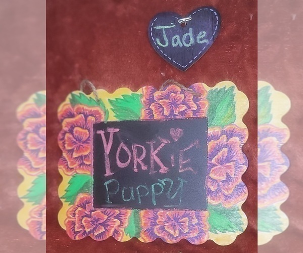 Medium Photo #77 Yorkshire Terrier Puppy For Sale in AKRON, OH, USA