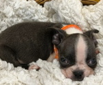Small Photo #5 Boston Terrier Puppy For Sale in GILMER, TX, USA
