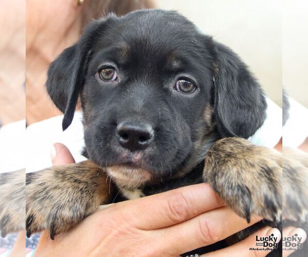 Medium Photo #1 Rat Terrier-Unknown Mix Puppy For Sale in Washington, DC, USA