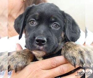 Rat Terrier-Unknown Mix Dogs for adoption in Washington, DC, USA