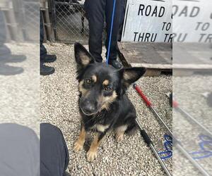 German Shepherd Dog-Unknown Mix Dogs for adoption in Waco, TX, USA