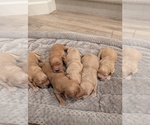 Small #2 Golden Retriever