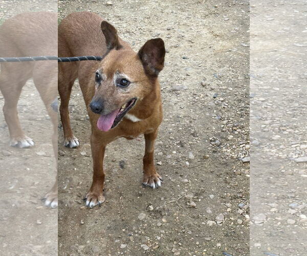Medium Photo #1 Mutt Puppy For Sale in Jackson, MS, USA