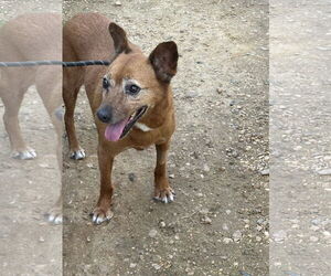 Mutt Dogs for adoption in Jackson, MS, USA