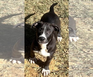 261515  Carl Dean - Male Bulldog-Unknown Mix Dog for Adoption - Photo #2