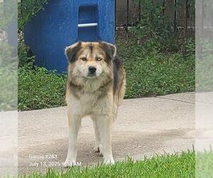 Huskies -Unknown Mix Dogs for adoption in San Antonio, TX, USA
