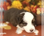 Small #4 Miniature Australian Shepherd