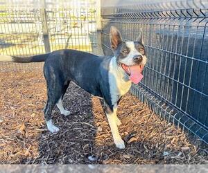 Mutt Dogs for adoption in Orange, CA, USA