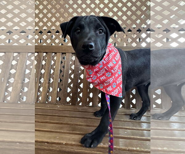 Medium Photo #13 American Pit Bull Terrier-Unknown Mix Puppy For Sale in Germantown, OH, USA