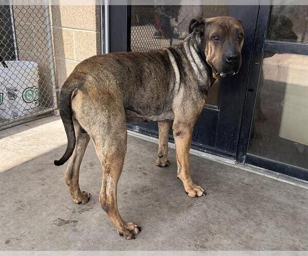 Medium Photo #1 Chinese Shar-Pei-Mastiff Mix Puppy For Sale in Denver, CO, USA