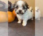 Puppy Coral Havanese