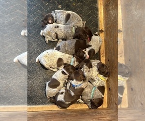 German Shorthaired Pointer Puppy for sale in MELROSE, MN, USA