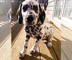 Small Photo #6 Dalmatian Puppy For Sale in INDIANAPOLIS, IN, USA