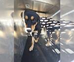 DUKE - Male Rottweiler Dog for Adoption - Small photo