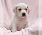 Small #1 Labrador Retriever Mix
