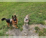 Small #6 Catahoula Leopard Dog