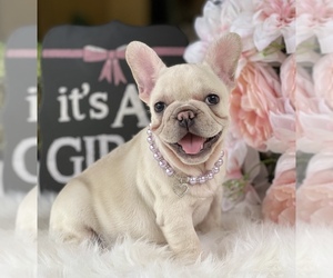 French Bulldog Puppy for sale in DAYTONA BEACH, FL, USA