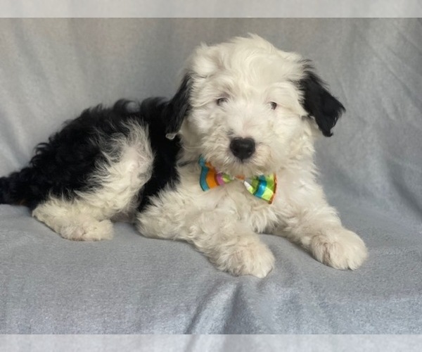 Medium Photo #9 Aussiedoodle Puppy For Sale in LAKELAND, FL, USA