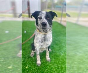 Border Collie Dogs for adoption in Naples, FL, USA