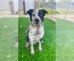 Small Border Collie