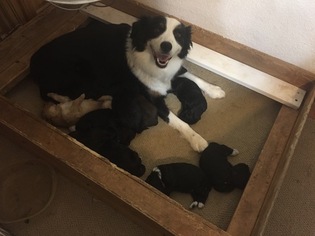 Mother of the Aussiedoodle Miniature  puppies born on 12/25/2018