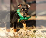 Small #13 American Staffordshire Terrier-Chihuahua Mix