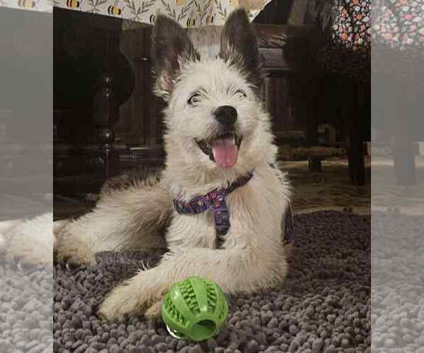 Medium Photo #1 Siberian Husky-Unknown Mix Puppy For Sale in La Verne, CA, USA