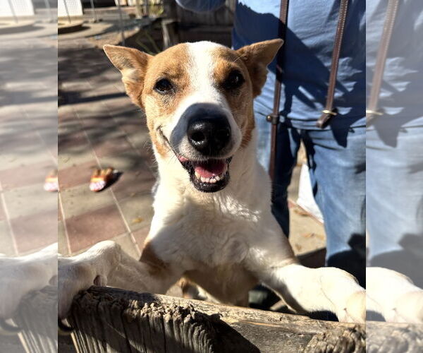 Medium Photo #4 Australian Kelpie-Basenji Mix Puppy For Sale in Houston, TX, USA